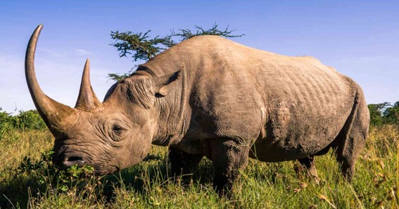 plural of rhino
