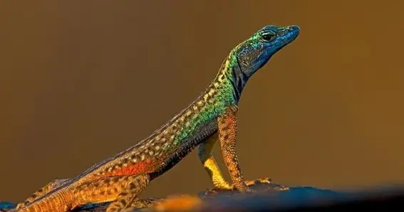 How Long Does Lizards Live